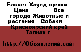 Бассет Хаунд щенки › Цена ­ 20 000 - Все города Животные и растения » Собаки   . Красноярский край,Талнах г.